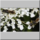 Ectemnius lituratus - Grabwespe m03c - OS-Wallenhorst-Tongrube det.jpg